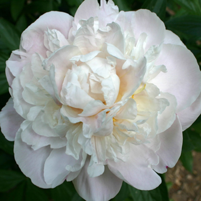 Paeonia lactiflora 'Gardenia'